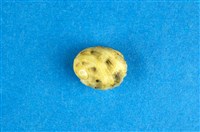 藏品(粗紋蜑螺)的圖片